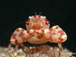 Crab with eggs
 by Violet Ting 